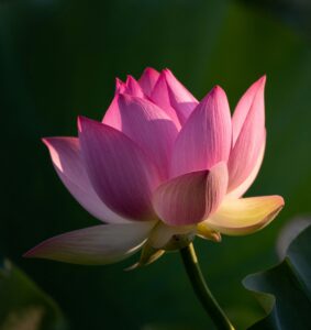 Sen trên cổ vật