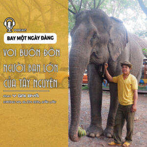 Voi Buôn Đôn – Người bạn lớn của người dân Tây Nguyên