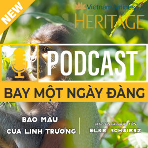 Bảo mẫu của linh trưởng